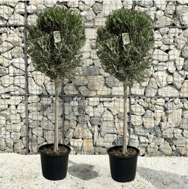 Pair Of Tuscan Olive Trees (Spanish Compact Crown) 1.75 - 1.90 M - new tuscans