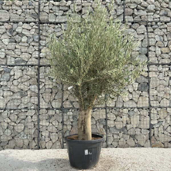 Tuscan Olive Tree XXL Fluted/Chunky Multistem J002 - 0D70BF68 2747 4C57 9AC2 471180EC4F8D scaled