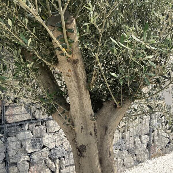 Tuscan Olive Tree XXL Fluted/Chunky Multistem H649 - 15BFF98F 22FF 407D 995D 3BBA24743D43 1 105 c