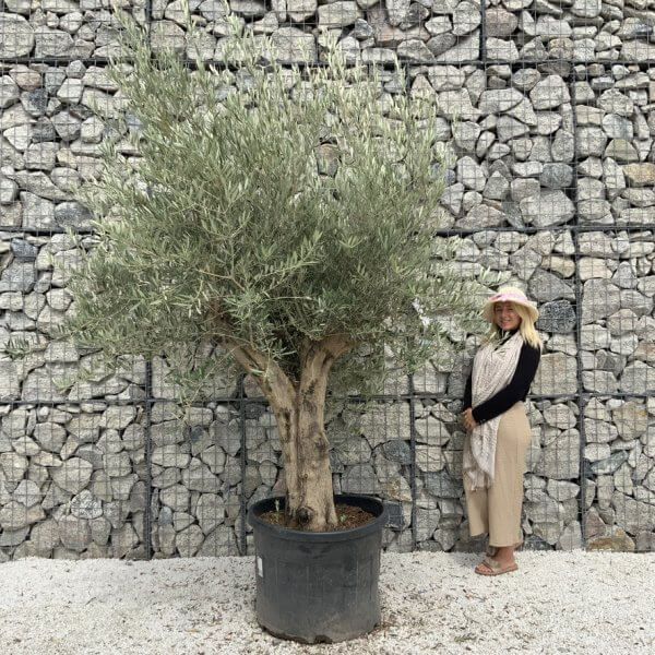 Tuscan Olive Tree XXL Fluted/Chunky Multistem J128 - 19646AEB 4413 466C BB0F 331C92680275 1 105 c