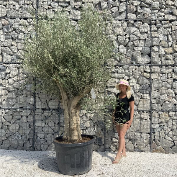 Tuscan Olive Tree XXL Fluted/Chunky Multistem H649 - 1B99032A F48E 4181 B04E AD375ED44FD0 1 105 c