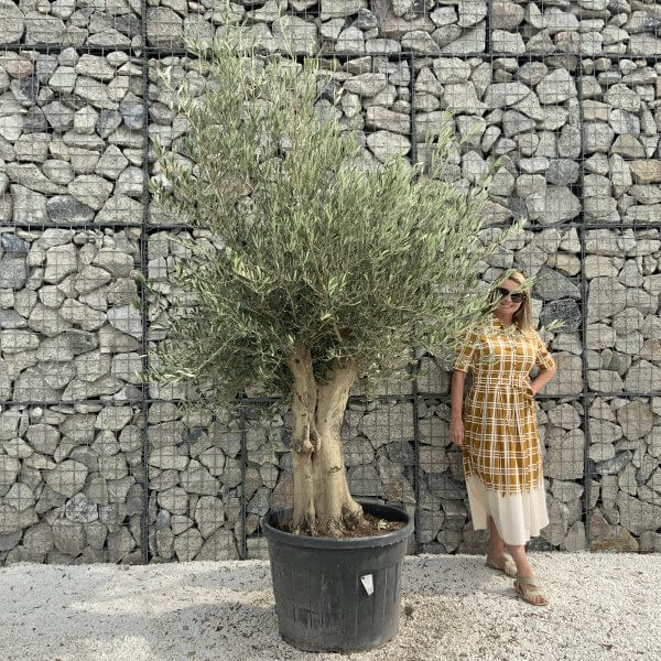 Tuscan Olive Tree XXL Fluted/Chunky Multistem J008 - 1CE4F4A8 D9A2 4941 819E 6B9D89BE5F80 scaled