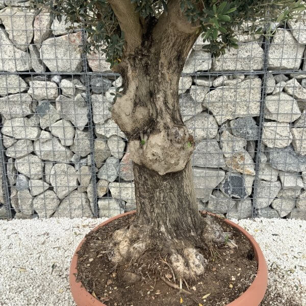 Olive Tree Gnarled XXL Natural Crown (In Patio Pot) H991 - 2079B059 E57D 42D6 8600 0F8121F4E361 1 105 c