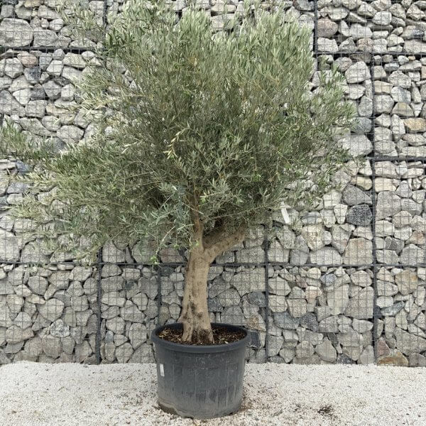 Tuscan Olive Tree XXL Fluted/Chunky Multistem J131 - 20D2E017 B3A6 4054 AEE0 3C6674F5A696 1 105 c