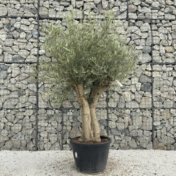 Tuscan Olive Tree XXL Fluted/Chunky Multistem J007 - 26BE96B8 FD50 4469 A50B 5C3DE89A564E scaled