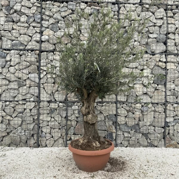 Olive Tree Gnarled XXL Natural Crown (In Patio Pot) H991 - 2B7529E4 EC83 4764 95C9 5A2416A6C18F 1 105 c