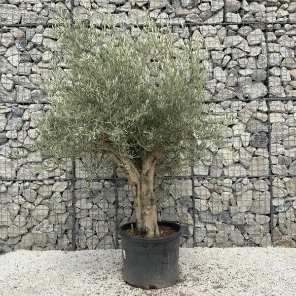 Tuscan Olive Tree XXL Fluted/Chunky Multistem J128 - 316738A3 F726 4D01 ACF1 6439FE15BDB9 1 105 c