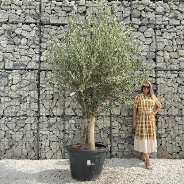 Tuscan Olive Tree XXL Fluted/Chunky Multistem J002 - 31D56BA0 BDF9 4CD1 9898 C596383E8467 scaled