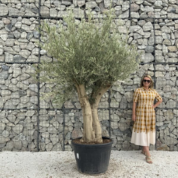 Tuscan Olive Tree XXL Fluted/Chunky Multistem J007 - 360F3249 639F 4391 AE19 A4D91F187704 scaled