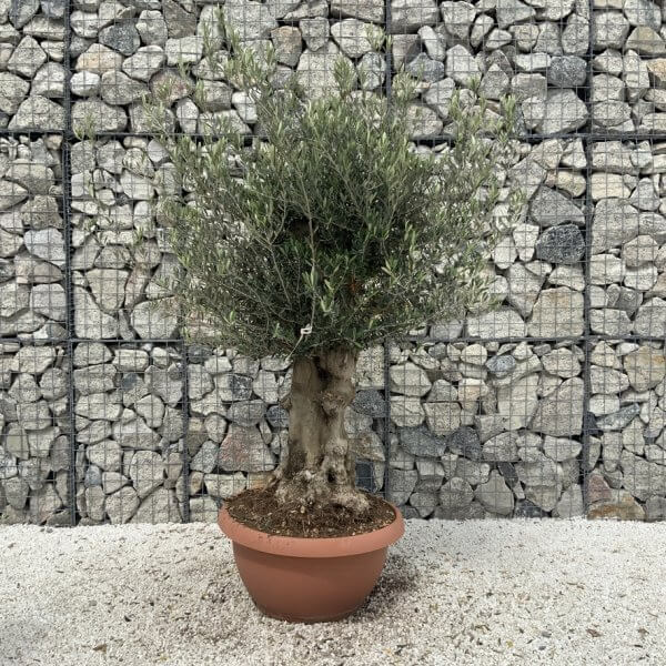 Olive Tree Gnarled XXL Natural Crown (In Patio Pot) H995 - 41810D47 8F61 43E9 86D9 901DF200073D 1 105 c