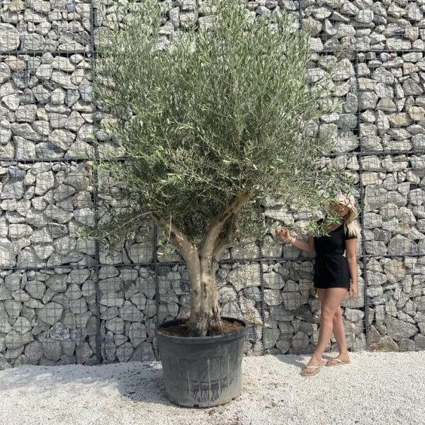 Tuscan Olive Tree XXL Fluted/Chunky Multistem H650 - 4C7A9101 0696 4B7B A9C3 432F2B4E1C66 1 105 c