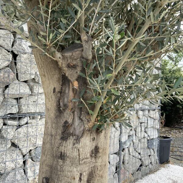 Tuscan Olive Tree XXL Fluted/Chunky Multistem J002 - 50F2890E FDA3 43F4 8FCF 5F68BFDCB6B9 scaled