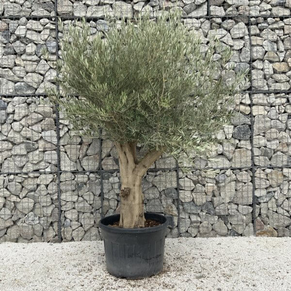 Tuscan Olive Tree XXL Fluted/Chunky Multistem J127 - 6D92DA65 6E5F 4BFD 8B81 14415B167F22 1 105 c