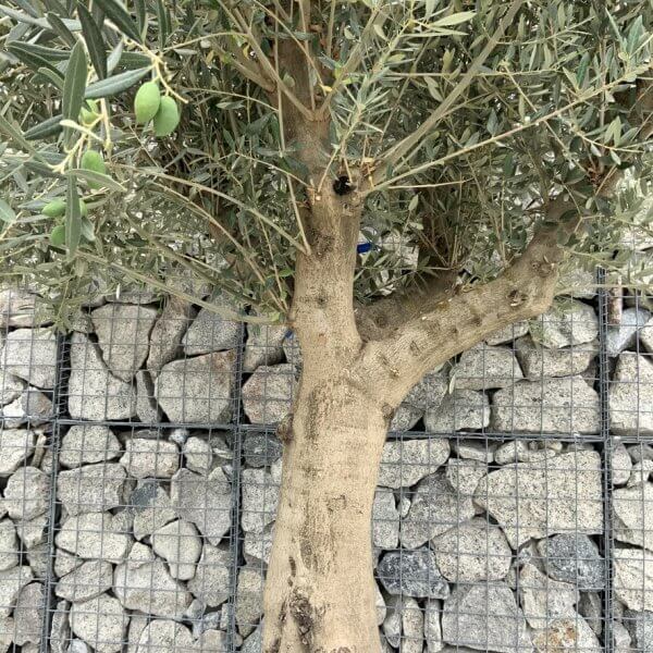 Tuscan Olive Tree XXL Fluted/Chunky Multistem J131 - 7DD2CA8C 46C6 49B9 B6E7 56C6FEF35604 1 105 c