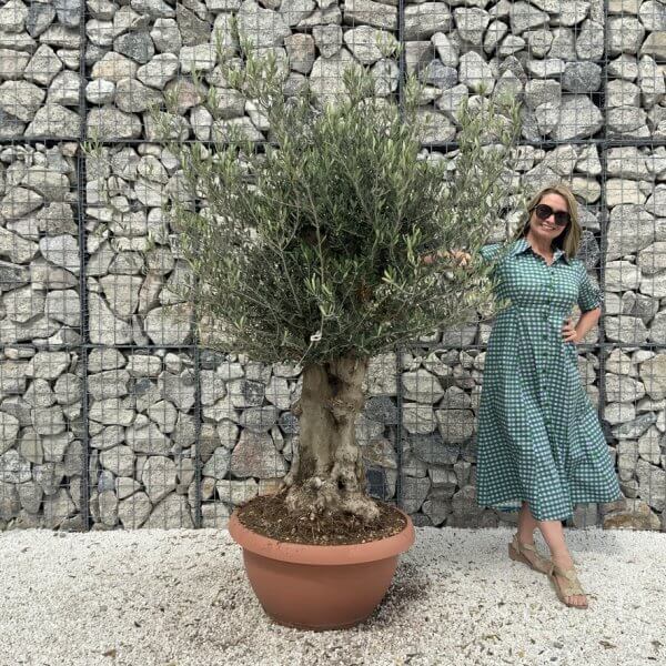 Olive Tree Gnarled XXL Natural Crown (In Patio Pot) H995 - 912B2F42 E9C9 4B4B AB9A 3C9CBAFB934E 1 105 c