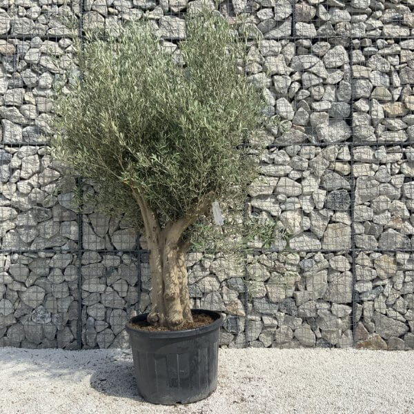 Tuscan Olive Tree XXL Fluted/Chunky Multistem H649 - 96693C74 A471 44BB 8F0F 708664293AC5 1 105 c