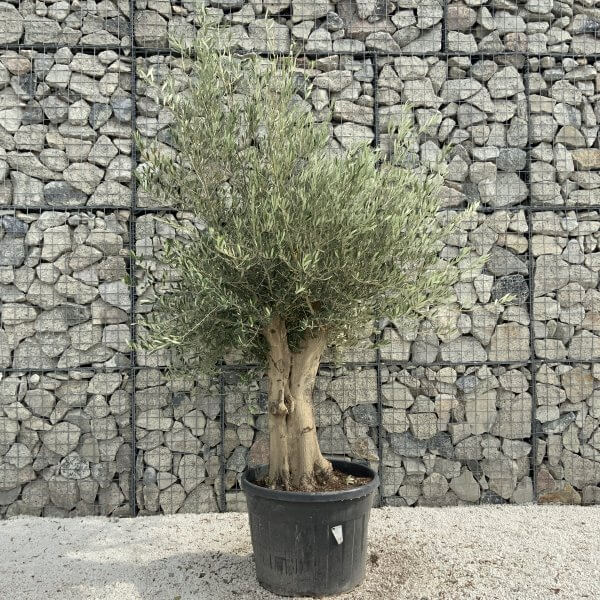 Tuscan Olive Tree XXL Fluted/Chunky Multistem J008 - 9A8A09F8 825F 4650 A930 CB4A0FBFE120 scaled