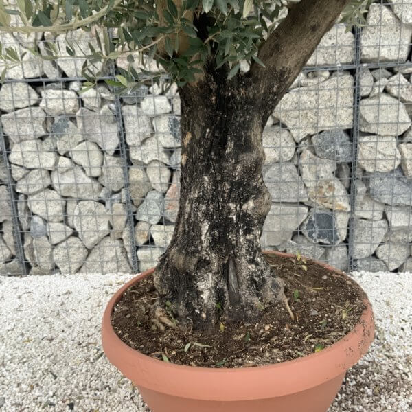 Olive Tree Gnarled XXL Natural Crown (In Patio Pot) H996 - A67FDC68 AB91 48E1 8E74 F3A58D030488 1 105 c