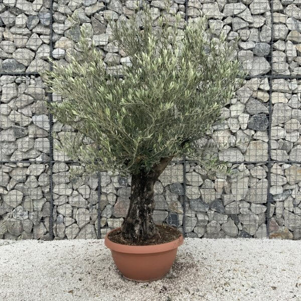 Olive Tree Gnarled XXL Natural Crown (In Patio Pot) H996 - B0906E75 65F6 411C A521 43A825BD0323 1 105 c