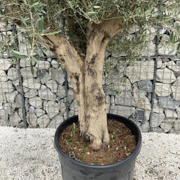 Tuscan Olive Tree XXL Fluted/Chunky Multistem J128 - B1042DE5 083F 4BAC AD21 6337FA74CB0F 1 105 c