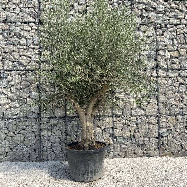 Tuscan Olive Tree XXL Fluted/Chunky Multistem H650 - CA376BB1 B1B9 4B35 A9BC 6CD65621D95C 1 105 c