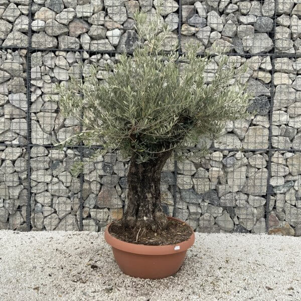 Olive Tree Gnarled XXL Natural Crown (In Patio Pot) H990 - CCB6989C 84D9 471B 83E4 BFFD1D0962A6 1 105 c