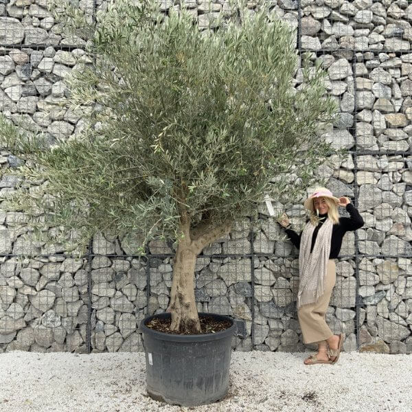 Tuscan Olive Tree XXL Fluted/Chunky Multistem J131 - D484104A 4D2E 43D6 A452 502C5354B3DC 1 105 c