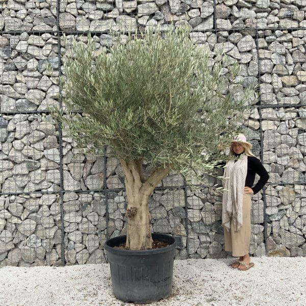 Tuscan Olive Tree XXL Fluted/Chunky Multistem J127 - D7582984 F65C 45BC 99DD FF45EBB595B3 1 105 c