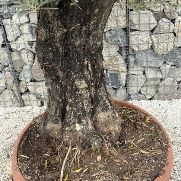 Olive Tree Gnarled XXL Natural Crown (In Patio Pot) H990 - DEE8019A E8A9 4C4D A9DE 2638107C6578 1 105 c