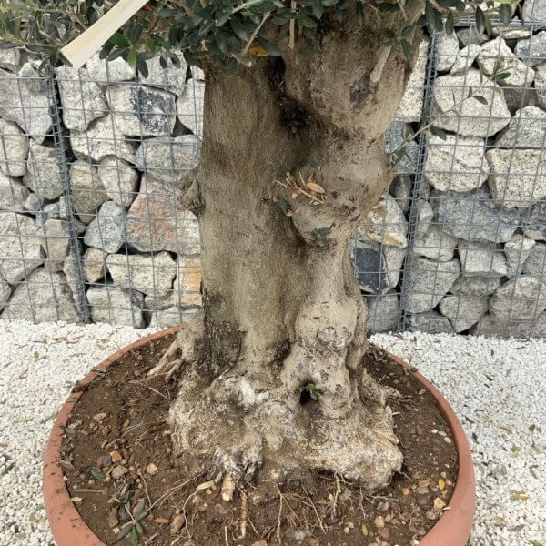 Olive Tree Gnarled XXL Natural Crown (In Patio Pot) H995 - DF4EB2D0 6FBF 4C2D A335 5B7A77450AD7 1 105 c