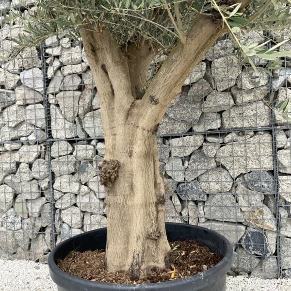 Tuscan Olive Tree XXL Fluted/Chunky Multistem J127 - EAFABD37 5374 460D 8607 EE1436CA0178 1 105 c