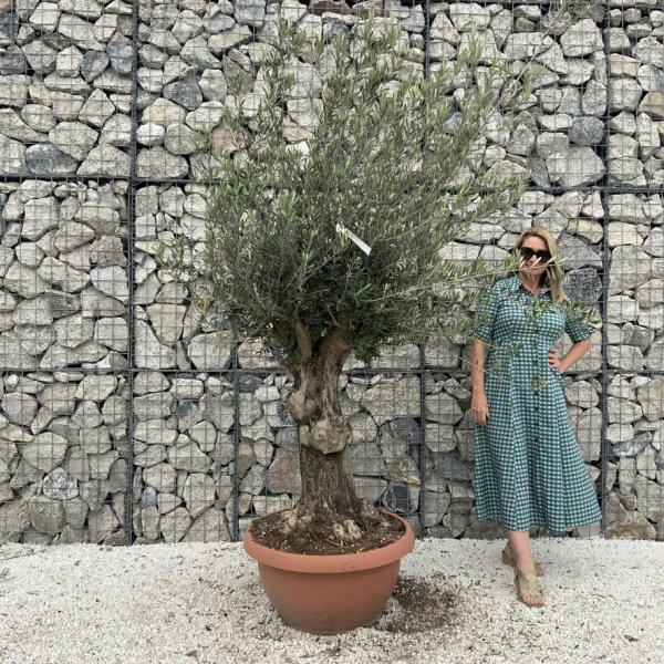 Olive Tree Gnarled XXL Natural Crown (In Patio Pot) H991 - EE0343EE 38E4 4357 8113 52308E172F85 1 105 c