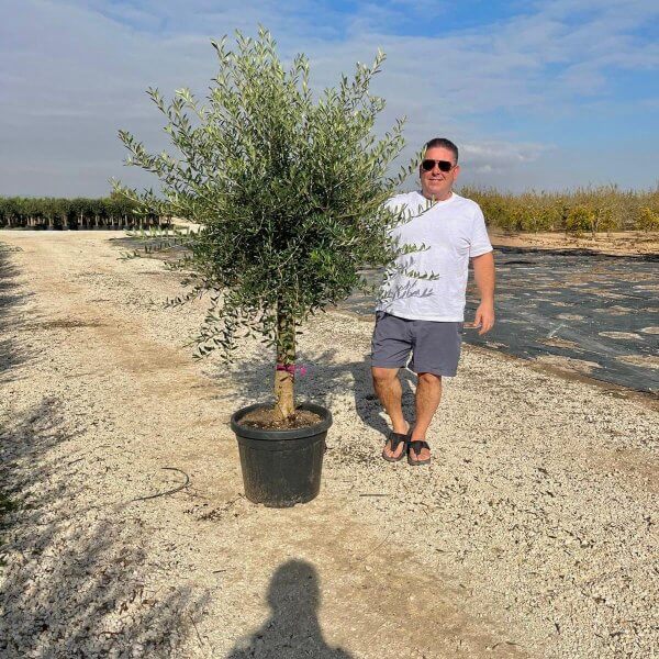 Tuscan Olive Tree XXL 1.90M + PRE-ORDER ONLY AVAILABLE - 202555