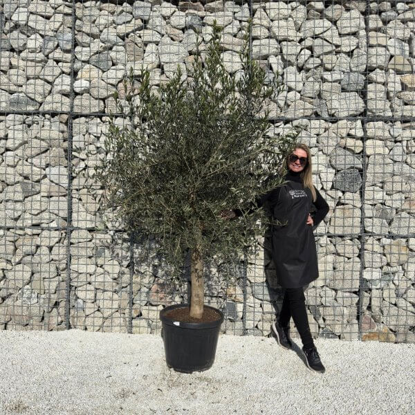 Tuscan Olive Tree XXL 2.10 - 2.40 - us z