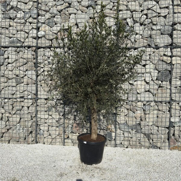 Tuscan Olive Tree XXL 2.10 - 2.40 - uz