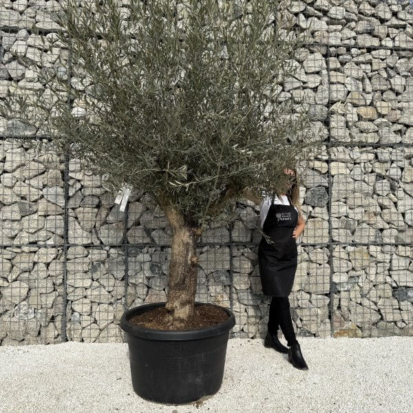 Gnarled Multistem Olive Tree XL J308 - 04D21BA9 AC6E 44D9 A05C E65CF82A0BB9 scaled