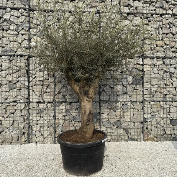 Gnarled Multistem Olive Tree XL J329 - 053314D6 1465 4701 AB38 24E736B8DF53 scaled