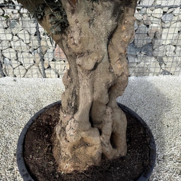 Gnarled Plateau Olive Tree XL J419. - 0B11E449 0B40 4E13 9EE3 B8687C65B648 1 105 c