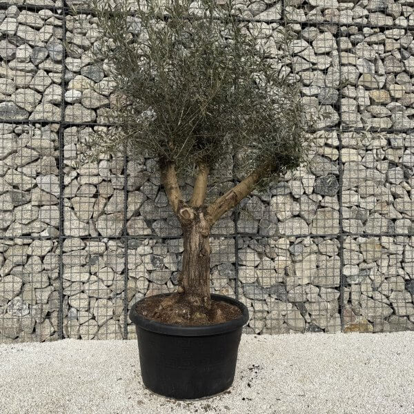 Gnarled Multistem Olive Tree XL J317 - 0E680298 C3E5 45C3 8CB4 8B0593D66F39 scaled