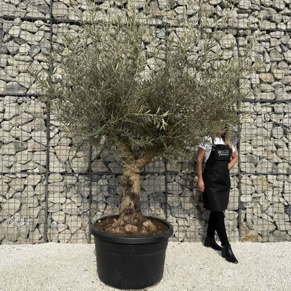 Gnarled Multistem Olive Tree XL J313 - 109B0CB2 5082 43AE 85D7 8E0D655C6083 scaled