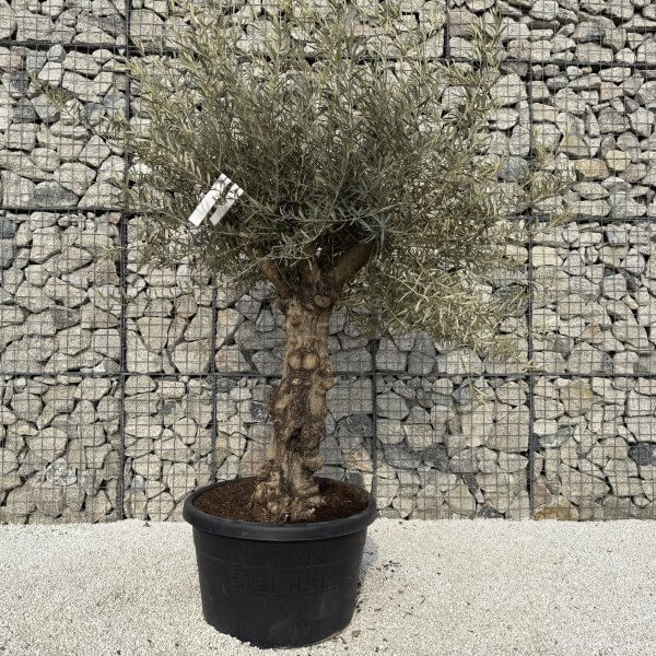 Gnarled Multistem Olive Tree XL J326 - 13E98666 4C7A 47DF BA4A CDD10A12D6A9 scaled