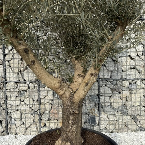 Gnarled Multistem Olive Tree XL J338 - 2EA5E17B 5F18 4E28 87C8 1BD9B253AFAD scaled