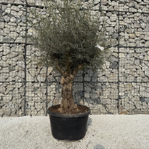 Gnarled Multistem Olive Tree XL J339 - 38FE6ACC 3614 4D33 8397 98F2C8A8FB76 scaled