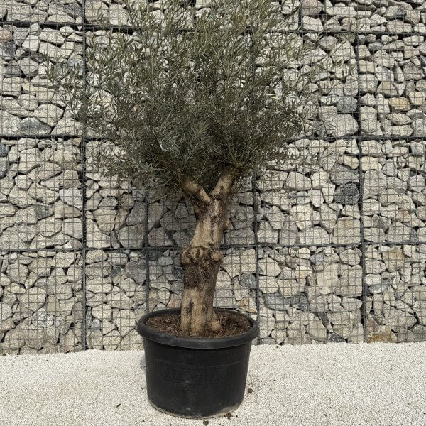 Gnarled Multistem Olive Tree XL J307 - 3B08BB07 3CC0 43CB A4C4 B39DE271B8F2 scaled