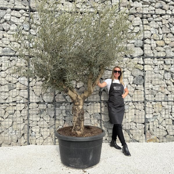 Gnarled Multistem Olive Tree XL J305 - 3D99EEFB CF0F 481E B30E C27718BC616B scaled