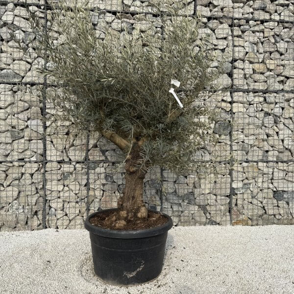 Gnarled Multistem Olive Tree XL J335 - 3F434AD2 2417 4875 84BB 34EDA74050AB scaled