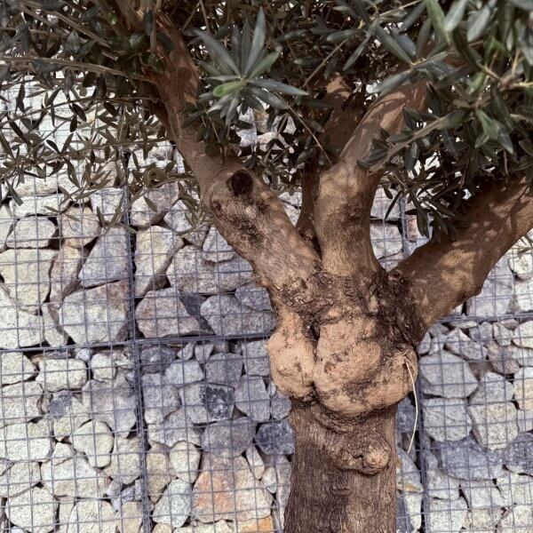 Gnarled Multistem Olive Tree XL J317 - 42BC9189 B851 49EA 85AF 8DF3EAF41764 scaled