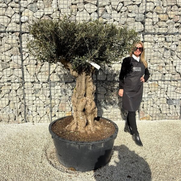 Gnarled Plateau Olive Tree XL J417 - 471093CE 757F 4657 91F5 F0E4BCCCD380 1 105 c