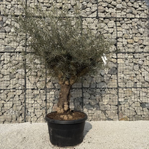 Gnarled Multistem Olive Tree XL J341 - 47429A27 826D 4032 81F6 1771CAE0296B scaled