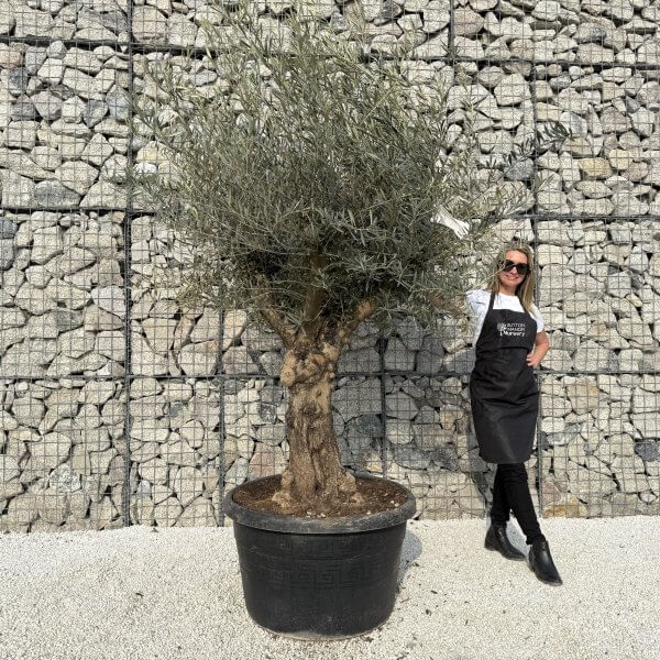 Gnarled Multistem Olive Tree XL J339 - 5344DD25 0B0B 49FC AAB0 AF5B873CB89A scaled